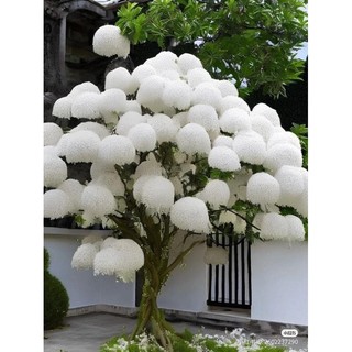 Cây giống hoa lưu tô