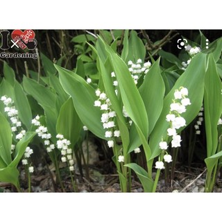 Củ hoa linh lan (có rễ + mầm lá sẵn,bao sống 100%)