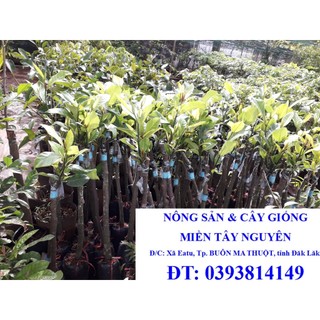 Cây giống mít tố nữ ghép gốc to - 100% giống chuẩn đẹp như hình . ()