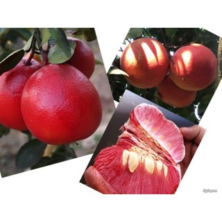[Nhu_Mai_Garden] giống BƯỞI ĐỎ LUẬN VĂN