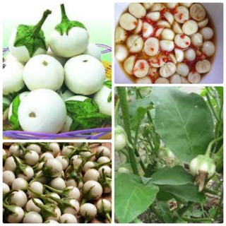 HẠT GIỐNG CÀ PHÁO TRẮNG- GÓI 30 HẠT 