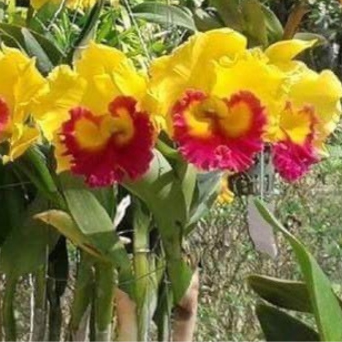 Cattleya thongsupran gold vàng lưỡi đỏ rất đẹp cây trưởng thành sắp hoa