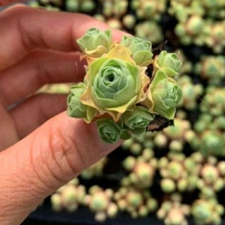 Siêu sale+ sen đá hoa hồng chùm mini.