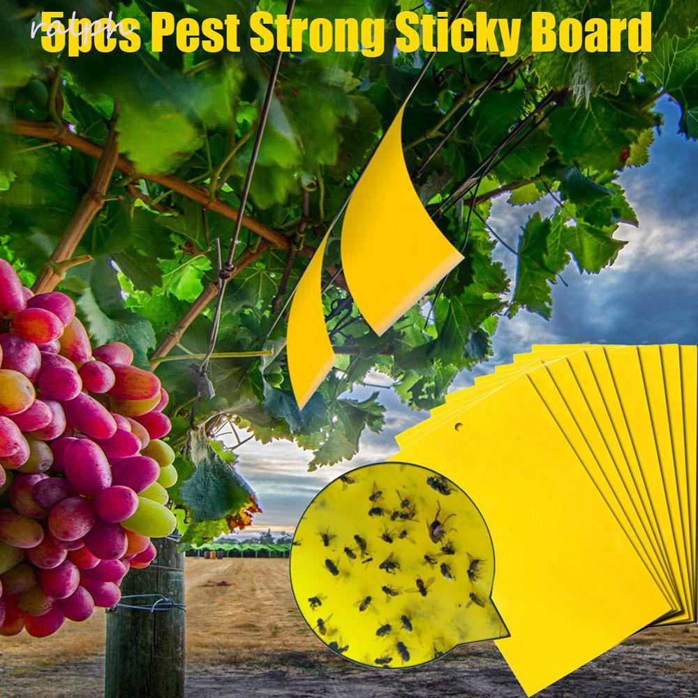 Set 5 Keo Dính Côn Trùng Tiện Dụng Cho Sân Vườn