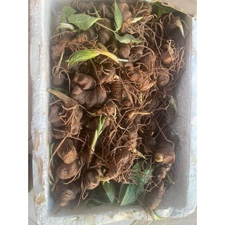Củ giống 7 lá 1 hoa thất diệp nhất chi hoa