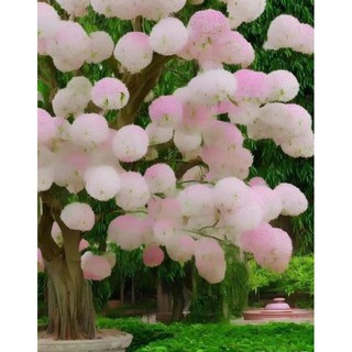 Cây giống hoa LƯU TÔ(1 cây)
