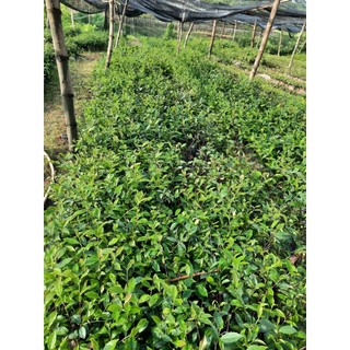 5 CÂY CHÈ XANH TRỒNG UỐNG NƯỚC( CÂY 35-45CM)