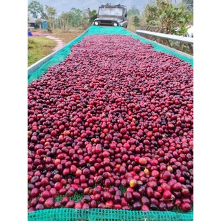Cà Phê Quảng Trị Liberica