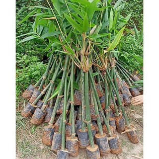 Cây Giống Măng Tre Lục trúc