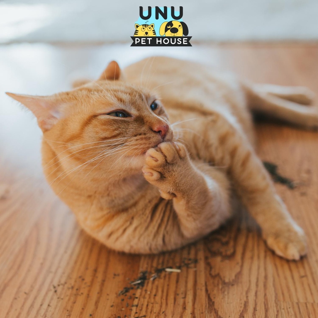 Cỏ Mèo bạc hà Catnip cỏ thơm cho mèo ống 50ml – UNU Pet House
