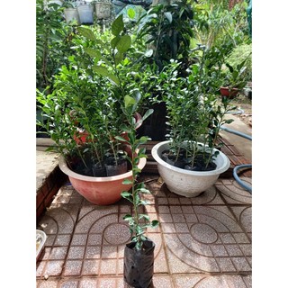 cây trúc ăn lá ,chanh thái. ( cây siêu khỏe) (chi lăng shop 47)