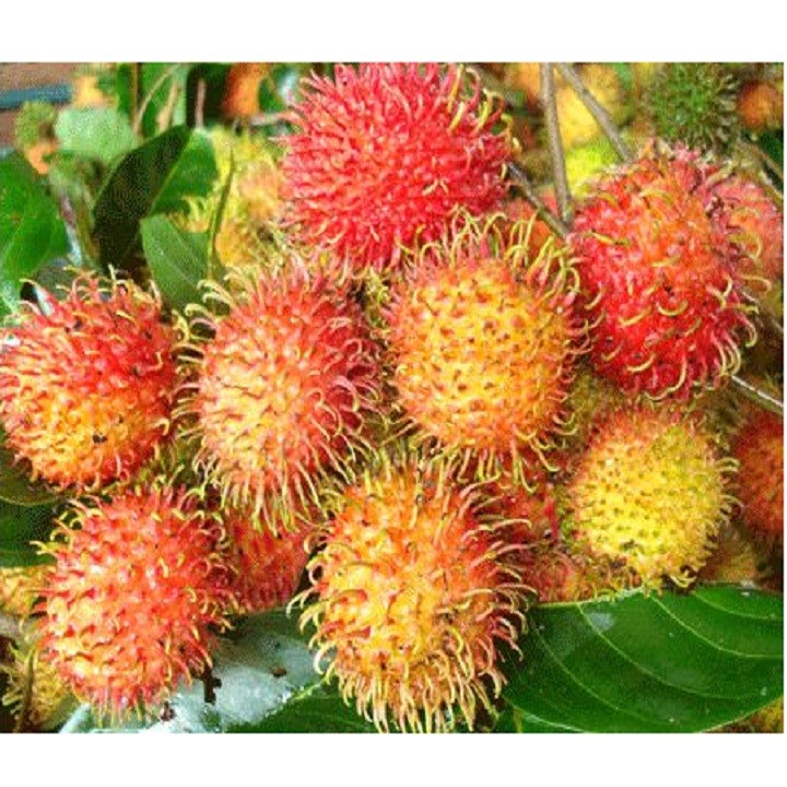 CÂY GIỐNG CHÔM CHÔM NHÃN SIÊU NGON