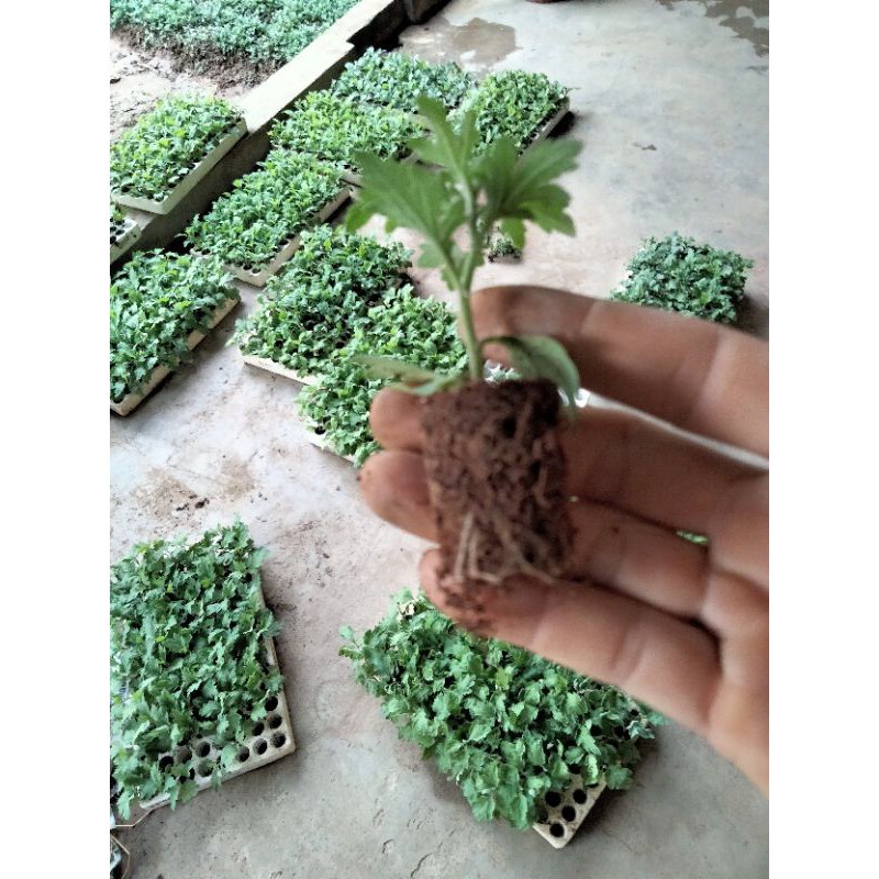 Cây giống hoa cúc cổ trà - cây giống khỏe mạnh, lên bầu đảm bảo