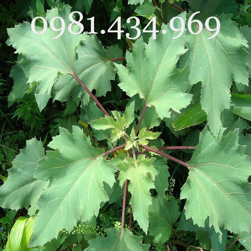Cây Ké Đầu Ngựa Khô 01KG  Sạch Đẹp