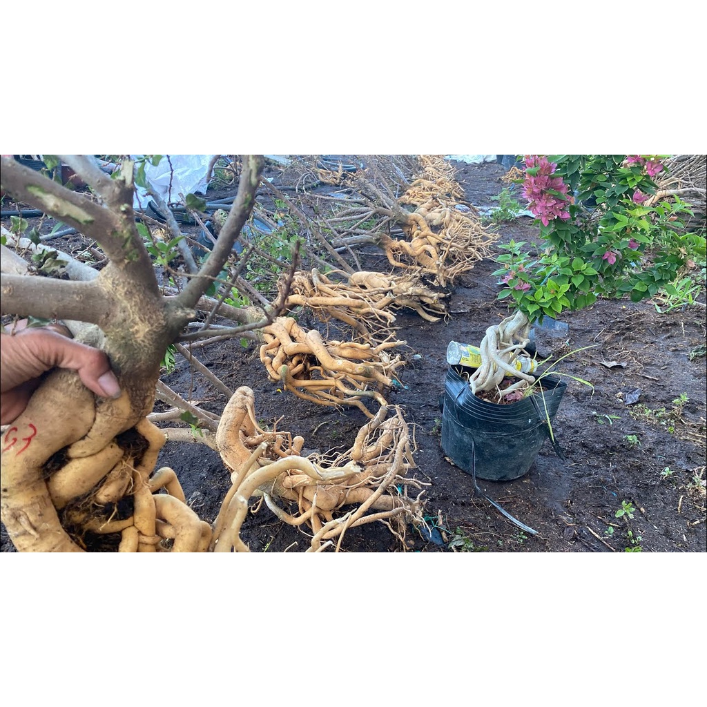 Hoa giấy Mỹ bonsai mini