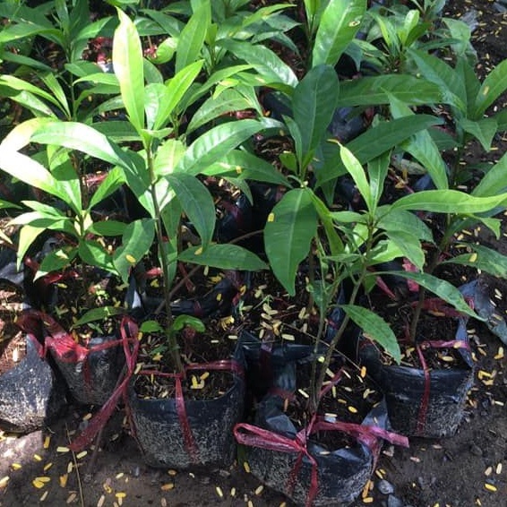 CÂY GIỐNG TRỨNG GÀ ( Lêkima) chất lượng cao- cây cao 25-30cm