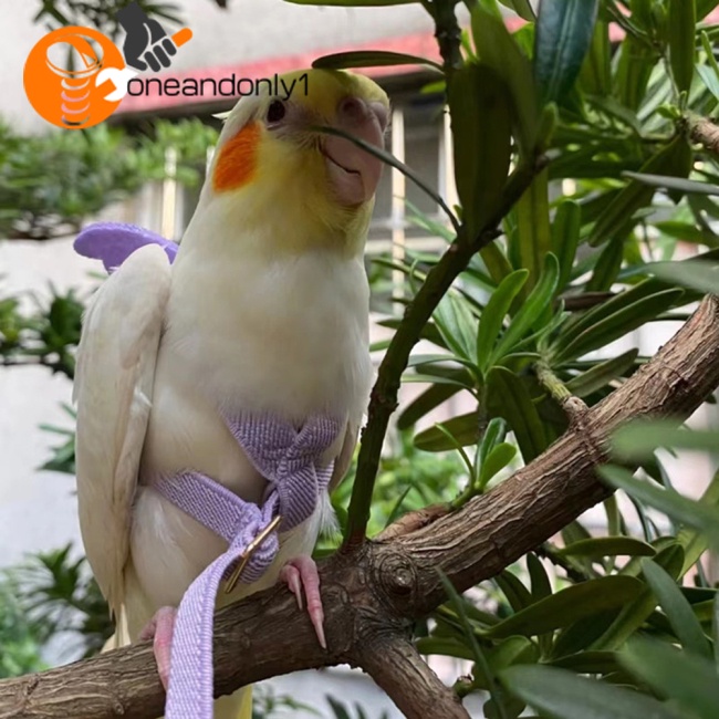 Dây Đai Dắt Chim Vẹt Đi Dạo Siêu Nhẹ Tùy Chỉnh Kèm Tay Cầm Thoải Mái Tiện Dụng