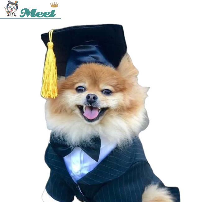 Mũ Tốt Nghiệp Đính Tua Rua Có Thể Điều Chỉnh Kích Thước Dùng Làm Đạo Cụ Chụp Ảnh Cho Thú Cưng