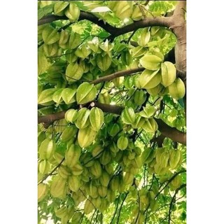 Cây giống Khế Thái trái ngọt cam kết chuẩn giống