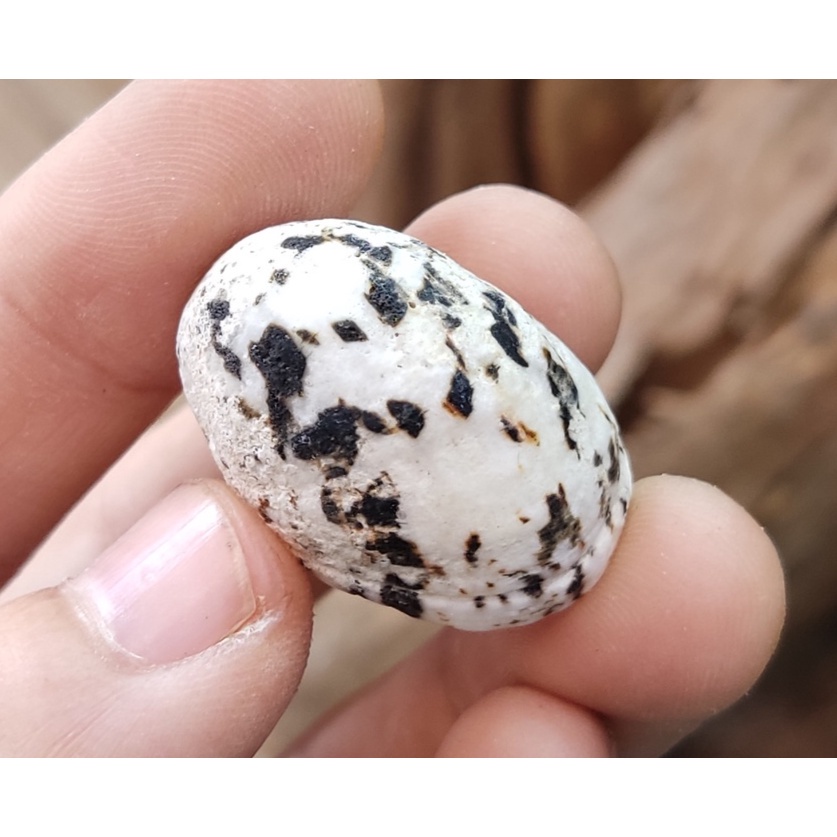 Vỏ ốc móng ngựa size baby họa tiết ngẫu nhiên OMH Thanh Xuân