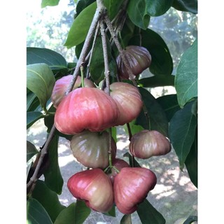 CÂY GIỐNG MẬN ĐÀO ĐÁ SỌC