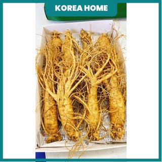SÂM TƯƠI HÀN QUỐC 1/5,6,7,,9,10 củ