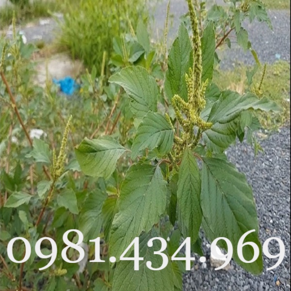 Cây Rau Dền Gai  Khô 01KG