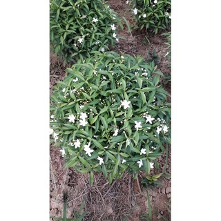 Bầu cây hoa mai vạn phúc size lớn