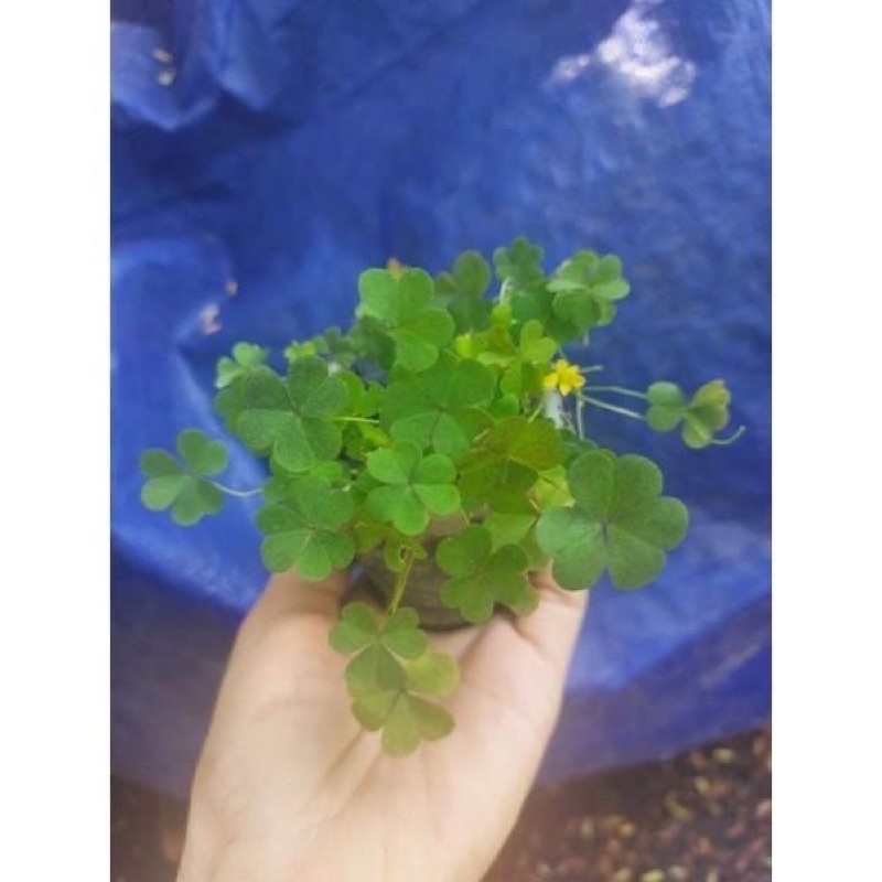 Cỏ ba láHOA TẾT kèm phân