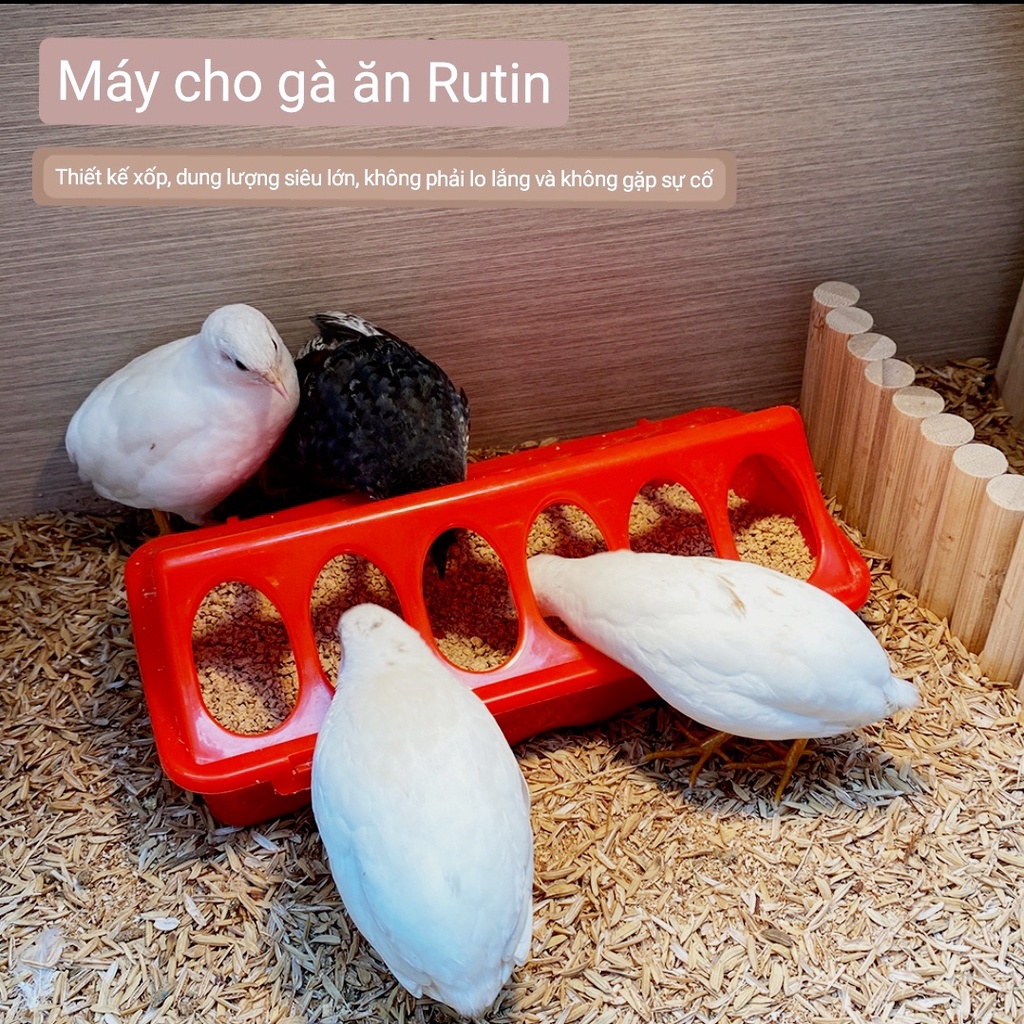 Máng Ăn Cho Gà Rutin 20cm Máng Ăn Chống Đổ Cho Gà Con Máng Ăn Chim Cút Máng Ăn Chống Bới Cho Gà Con