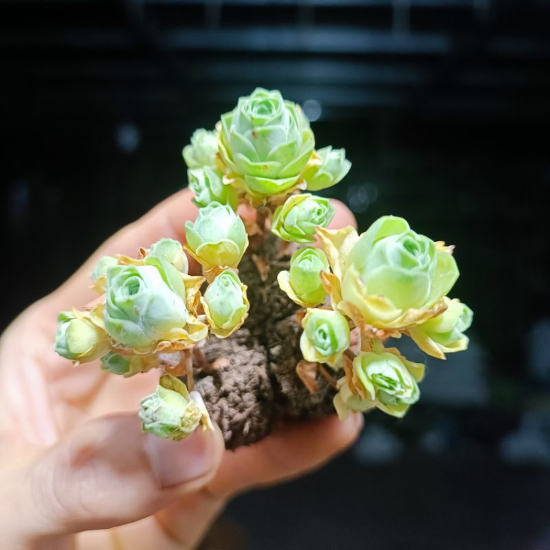 Siêu Sale+ Sen Đá Hoa Hồng Chùm Mini.