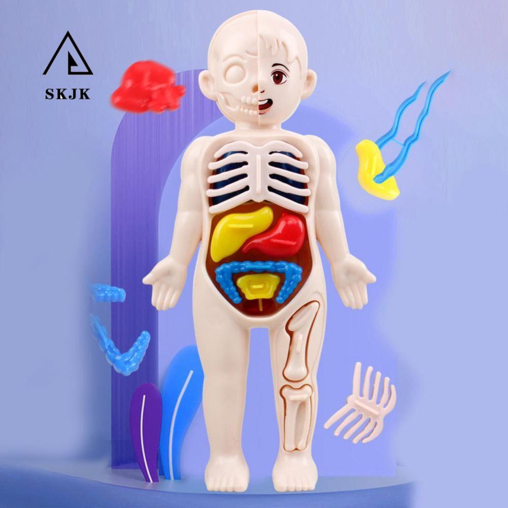 Mô Hình Cơ Thể Người Bằng Organzai Dùng Dạy Học Cho Bé