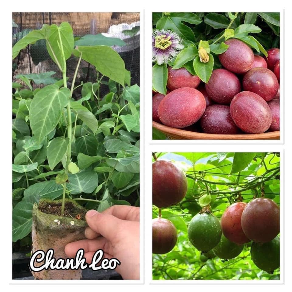 Cây giống Chanh Dây Thái Lan [ 3 tháng cho trái ] [freeship xtra shopee]