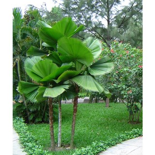CÂY KÈ NHẬT (CÂY CỌ NHẬT ) - CÂY GIỐNG
