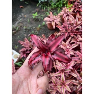 Chậu nhựa dứa tiểu phụng size trung 10-15cm làm terrarium, bán cạn, tiểu cảnh.