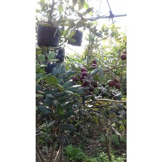 Cây giống Nhãn Xuồng Tím. [ FREESHIP EXTRA + HOÀN XU EXTRA ]