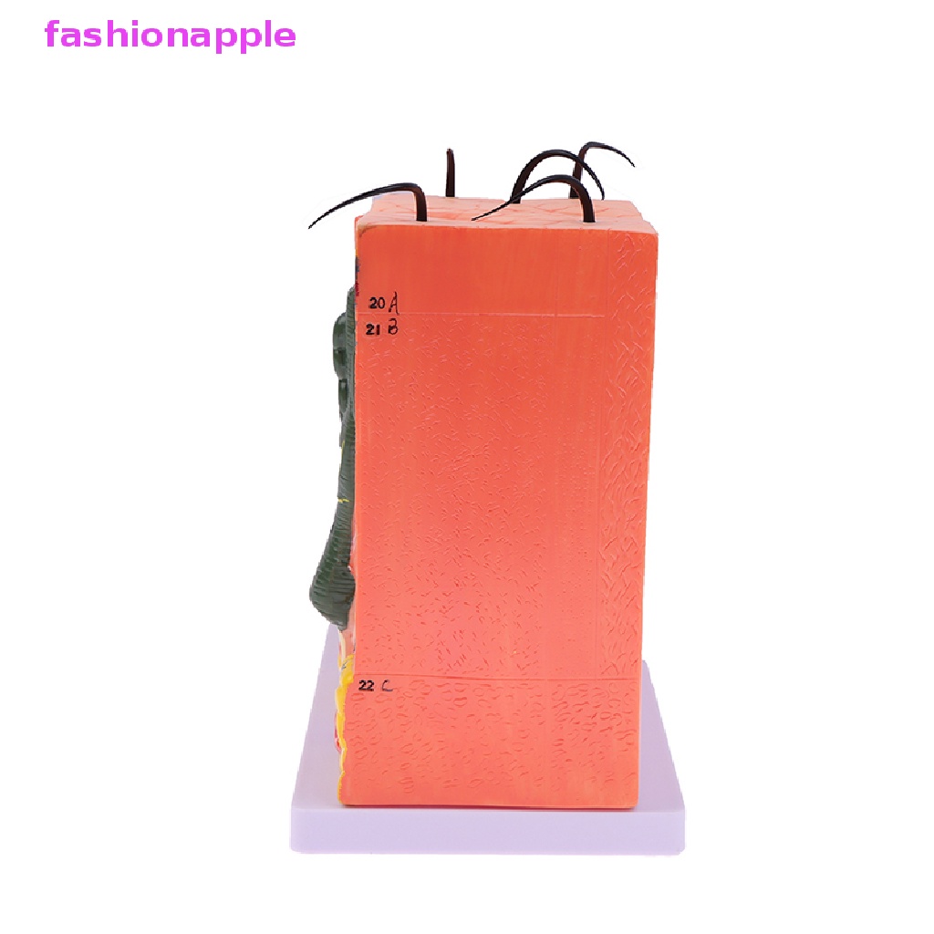 Mô Hình Giải Phẫu Da Người 35 / 50 Lần