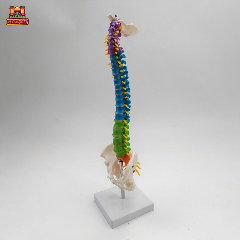 Predolo  Giá Đỡ Mô Hình Xương Cột Sống Linh Hoạt Có Chân Đứng Pelvis