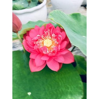 Củ sen đỏ huyết -  Ra hoa sau 4 tháng