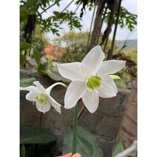 củ huệ hoa đỏ