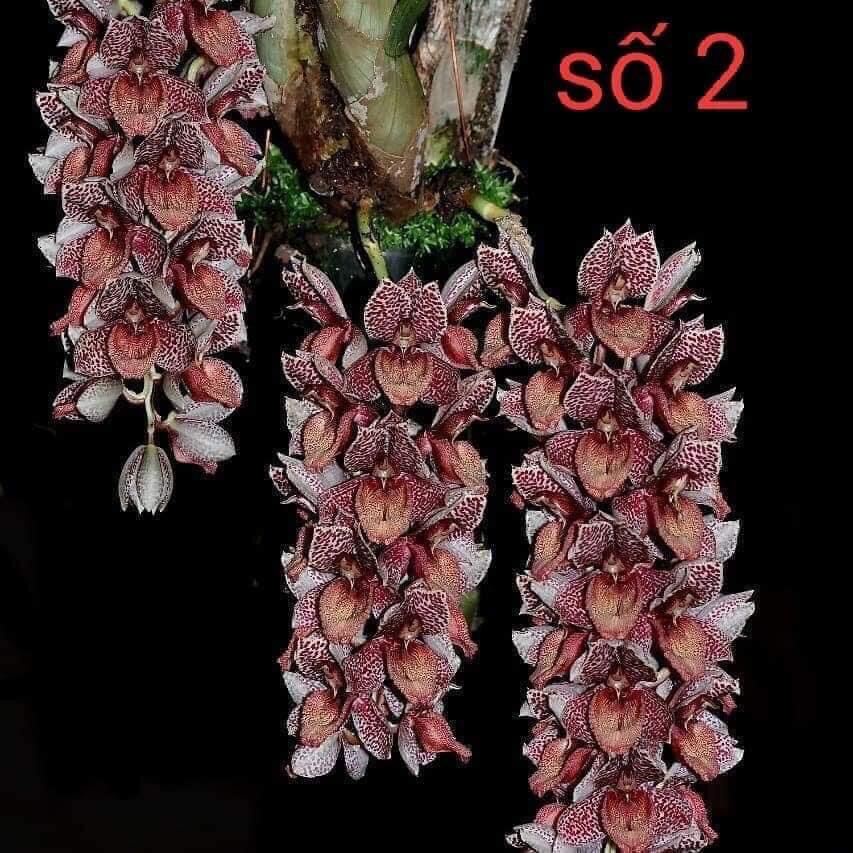 Củ hoa địa Lan luân HOA TẾT