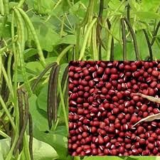 1Kg Đậu đỏ hạt nhỏ