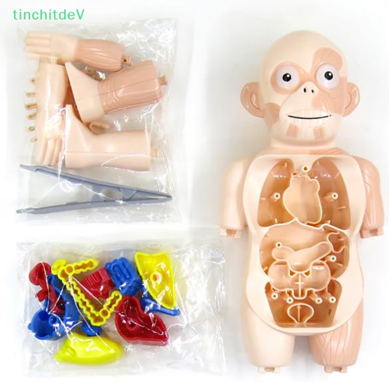 [TinchitdeV] Đồ Chơi Xếp Hình Cơ Thể Người 3d Montessori Giáo Dục DIY