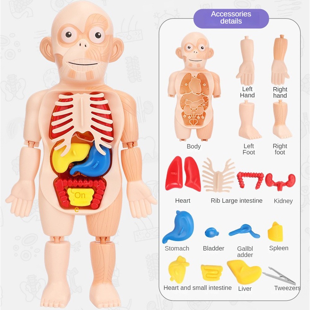 Kid Montessori 3d Puzzle Mô Hình Giải Phẫu Cơ Thể Người Đồ Chơi Giáo Dục Học Đàn Organ Đồ Chơi Tự Làm