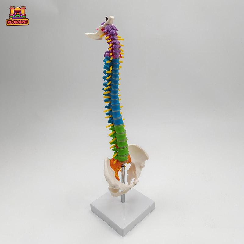 Predolo  Giá Đỡ Mô Hình Xương Cột Sống Linh Hoạt Có Chân Đứng Pelvis