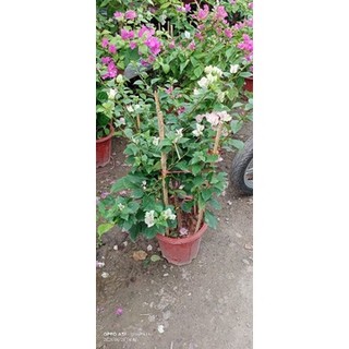 Hoa giấy Sakura