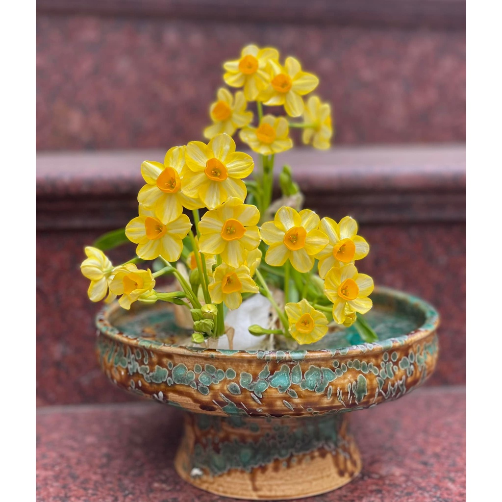 1 Củ hoa Thủy Tiên Vàng Chương Châu hàng nhất, to, già, khỏe nhất