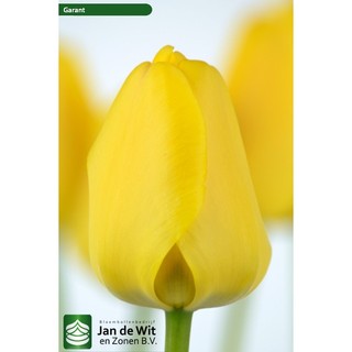Củ hoa tulip (tuylip) được chọn màu( ra hoa sau 20-25 ngày)