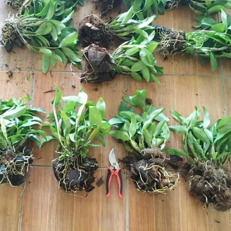 Hoa lan kiều tím. trắng, vàng