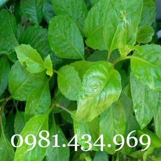 Cây kim thất tai tốt cho hô hấp, tiêu hóa 04cây khỏe